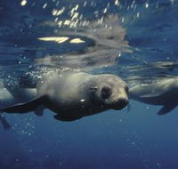 Wilsons Promontory Marine National Park - Hervey Bay Accommodation