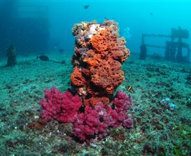 HMAS Brisbane Dive Site - Hervey Bay Accommodation 0