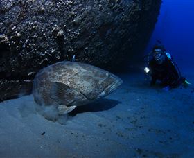 HMAS Brisbane Dive Site - Hervey Bay Accommodation 3