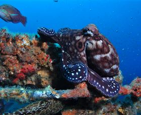 HMAS Brisbane Dive Site - Hervey Bay Accommodation 2