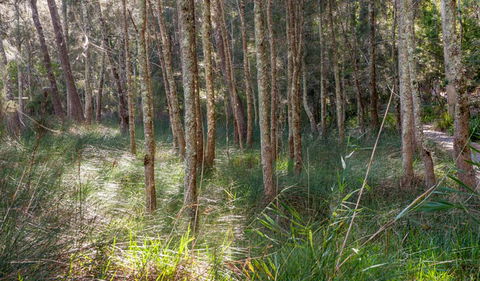 Anabranch Loop Track - Hervey Bay Accommodation 0