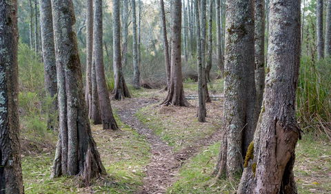 Anabranch Loop Track - Hervey Bay Accommodation 1