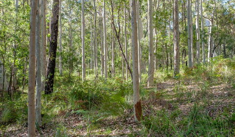 Anabranch Loop Track - Hervey Bay Accommodation 2