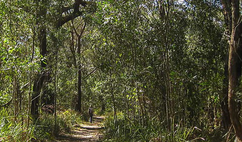 Sand Track Walk (south) - Hervey Bay Accommodation 0