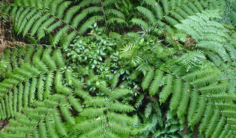 Walk With The Birds Boardwalk - Hervey Bay Accommodation 2