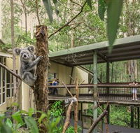 Daisy Hill Koala Centre - Hervey Bay Accommodation