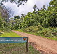 Antarctic Beech picnic area - Hervey Bay Accommodation