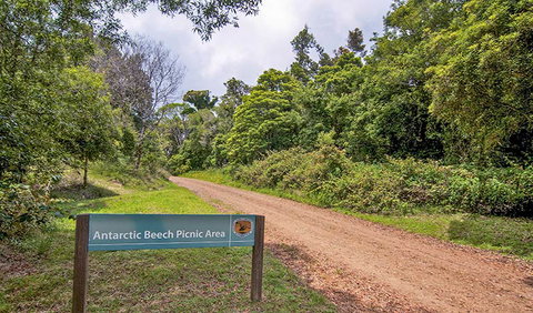 Antarctic Beech Picnic Area - Hervey Bay Accommodation 0