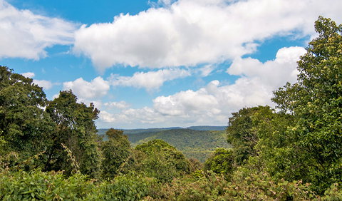 Antarctic Beech Picnic Area - Hervey Bay Accommodation 2