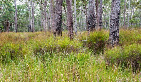 Narrawallee Inlet Walking Track - Hervey Bay Accommodation 0