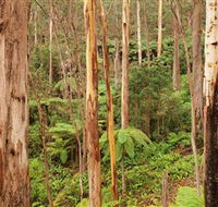 Cycle Mogo State Forest - Hervey Bay Accommodation