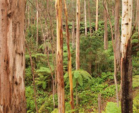Cycle Mogo State Forest - Hervey Bay Accommodation 0