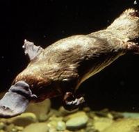 Platypus Pool - Hervey Bay Accommodation