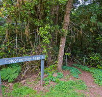 Falcorostrum loop walking track - Hervey Bay Accommodation