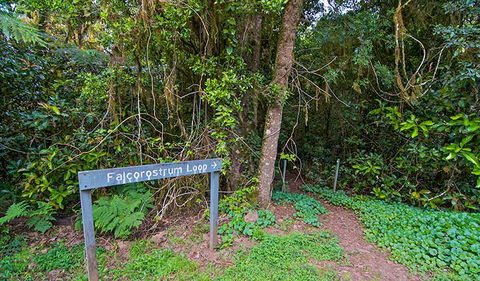 Falcorostrum Loop Walking Track - Tourism Hervey Bay 0