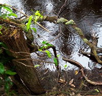 Mogo Bushwalk - Hervey Bay Accommodation