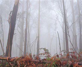 Mogo Bushwalk - Hervey Bay Accommodation 1