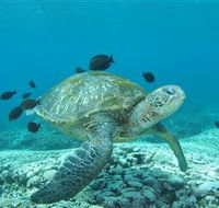 Flinders Reef Dive Site - Hervey Bay Accommodation