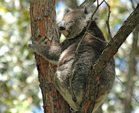 Tilligerry Habitat State Reserve - Hervey Bay Accommodation 1