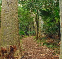 Depot Beach Rainforest walk - Hervey Bay Accommodation