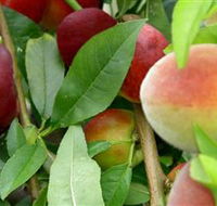 Fruit Salad Tree Company - Hervey Bay Accommodation