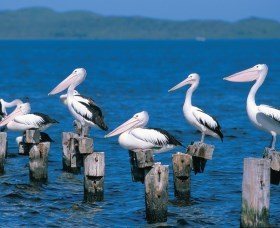 Walpole-Nornalup Inlets - Hervey Bay Accommodation 1