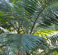 Bangalore Falls walking track - Hervey Bay Accommodation