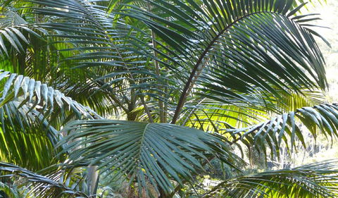 Bangalore Falls Walking Track - Hervey Bay Accommodation 0