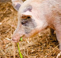 Djanbung Permaculture Gardens - Hervey Bay Accommodation