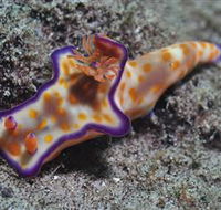 Curtain Artificial Reef Dive Site - Hervey Bay Accommodation