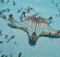 The Pines Dive Site - Hervey Bay Accommodation