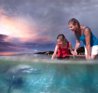 Tangalooma Dolphin Feeding - Hervey Bay Accommodation
