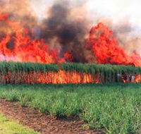 Reeves Family Sugar Cane Farm - Hervey Bay Accommodation