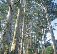 The Great Forest Trees Drive - Hervey Bay Accommodation