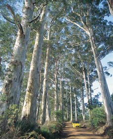 The Great Forest Trees Drive - Hervey Bay Accommodation 0