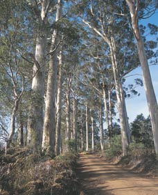 The Great Forest Trees Drive - Hervey Bay Accommodation 1