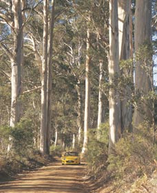 The Great Forest Trees Drive - Hervey Bay Accommodation 2