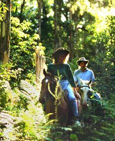 Clarendon Forest Retreat Horse Riding - Hervey Bay Accommodation 0