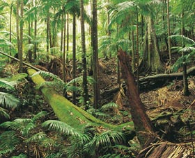 Wollumbin-Mount Warning National Park - Hervey Bay Accommodation 0