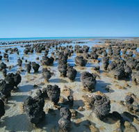 Hamelin Pool Stromatolites - Hervey Bay Accommodation