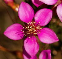 Flora - Hervey Bay Accommodation