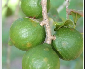 Lorne Valley Macadamia Farm - Hervey Bay Accommodation 2