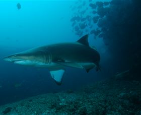 Henderson Rock Dive Site - Hervey Bay Accommodation 1