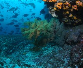 Henderson Rock Dive Site - Hervey Bay Accommodation 0