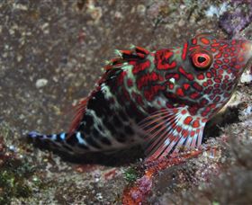 Henderson Rock Dive Site - Hervey Bay Accommodation 3