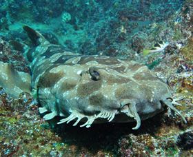 Henderson Rock Dive Site - Hervey Bay Accommodation 2