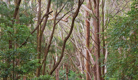 Ulidarra National Park - Hervey Bay Accommodation 1