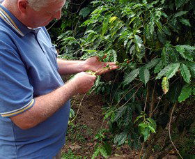Wombah Coffee Plantation - Hervey Bay Accommodation 0