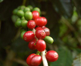Wombah Coffee Plantation - Hervey Bay Accommodation 2