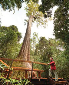 Old Bottlebutt - Tourism Hervey Bay 0